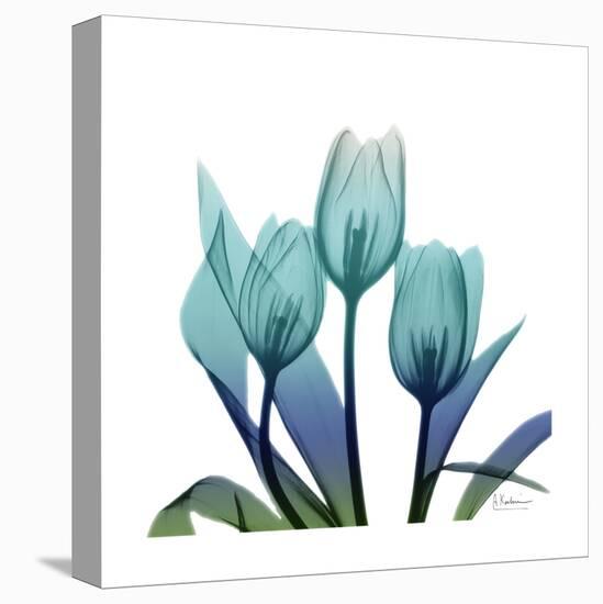 Tulip Buddies-Albert Koetsier-Stretched Canvas