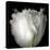 Tulip Close-up-Magda Indigo-Premier Image Canvas
