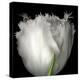 Tulip Close-up-Magda Indigo-Premier Image Canvas