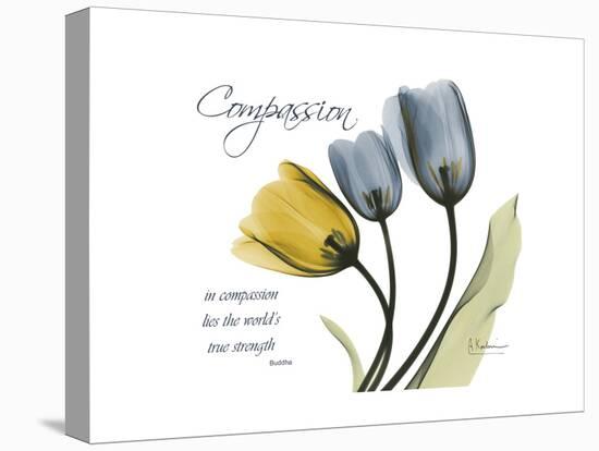 Tulip Compassion-Albert Koetsier-Stretched Canvas