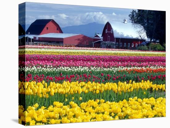 Tulip Display Field, Washington, USA-William Sutton-Premier Image Canvas