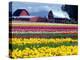 Tulip Display Field, Washington, USA-William Sutton-Premier Image Canvas