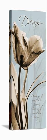 Tulip Dream-Albert Koetsier-Stretched Canvas