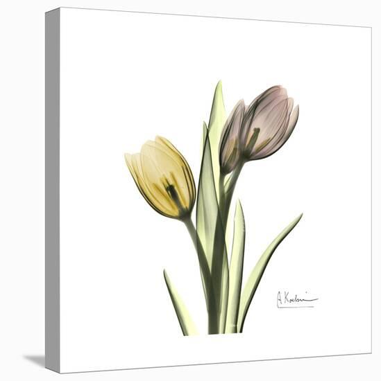 Tulip Duo-Albert Koetsier-Stretched Canvas