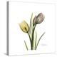 Tulip Duo-Albert Koetsier-Stretched Canvas