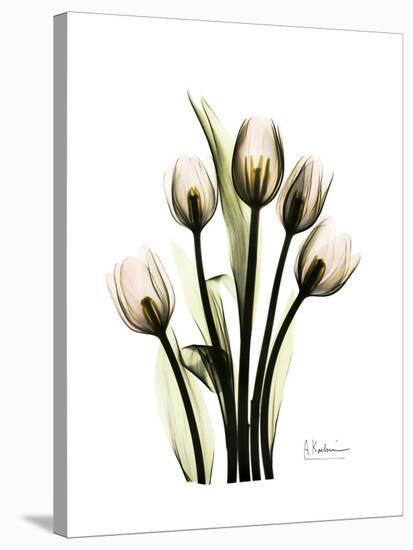 Tulip Family Portrait-Albert Koetsier-Stretched Canvas