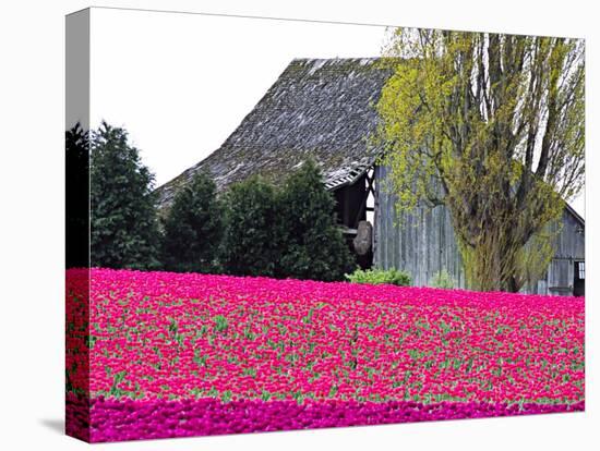 Tulip Field and Barn, Skagit Valley, Washington, USA-Charles Sleicher-Premier Image Canvas