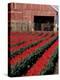 Tulip Field and Barn with Horses, Skagit Valley, Washington, USA-William Sutton-Premier Image Canvas