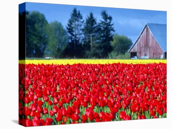 Tulip Field, Washington, USA-William Sutton-Premier Image Canvas