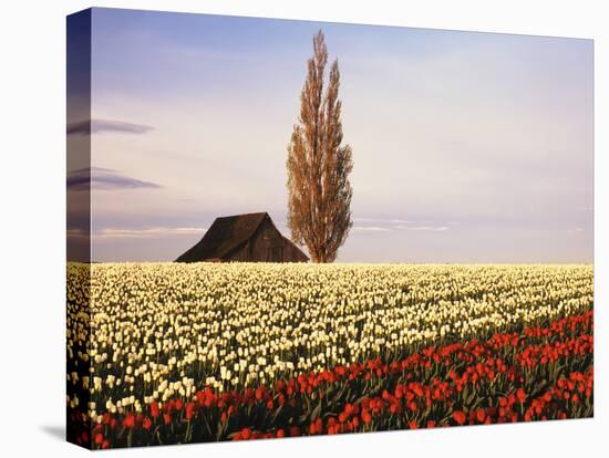 Tulip Field with Barn and Poplar Tree, Skagit Valley, Washington, USA-Charles Crust-Premier Image Canvas