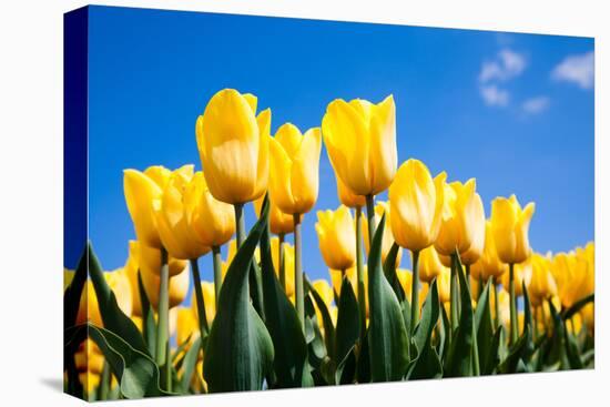 Tulip Field-ErikdeGraaf-Premier Image Canvas