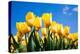 Tulip Field-ErikdeGraaf-Premier Image Canvas