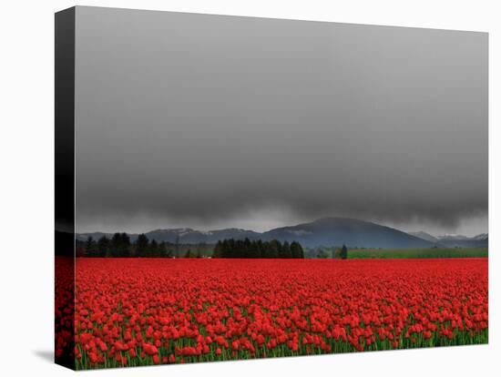 Tulip Fields-Howard Ruby-Premier Image Canvas