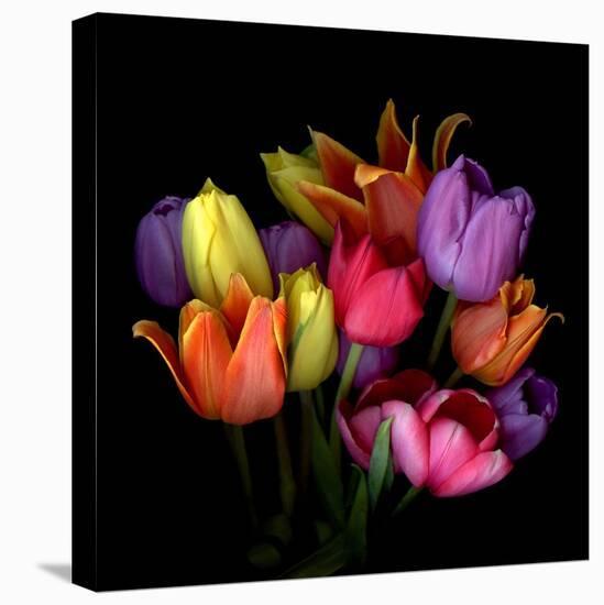 Tulip Flame-Magda Indigo-Premier Image Canvas