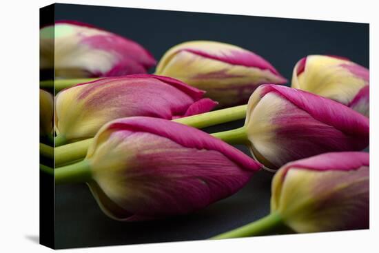 Tulip Flower - Macro Photo-Daniil Belyay-Premier Image Canvas