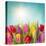 Tulip Flowers on Blue Background-egal-Premier Image Canvas