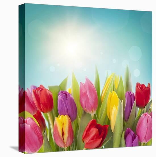 Tulip Flowers on Blue Background-egal-Premier Image Canvas