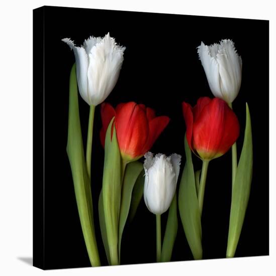 Tulip Frazzle-Magda Indigo-Premier Image Canvas