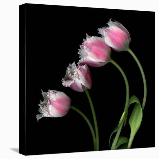 Tulip Frill-Magda Indigo-Premier Image Canvas