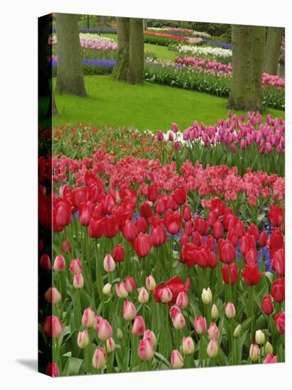 Tulip Garden, Keukenhof Gardens, Lisse, Netherlands, Holland-Adam Jones-Premier Image Canvas