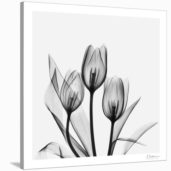 Tulip Gray 2-Albert Koetsier-Stretched Canvas