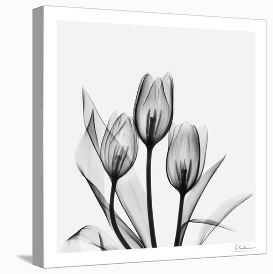 Tulip Gray 2-Albert Koetsier-Stretched Canvas