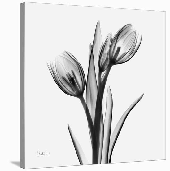 Tulip Greys 2-Albert Koetsier-Stretched Canvas