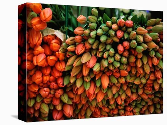 Tulip Harvest-Owen Franken-Premier Image Canvas