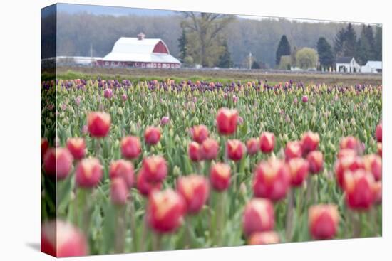 Tulip Homestead-Dana Styber-Premier Image Canvas