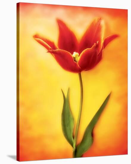Tulip I-Christine Zalewski-Stretched Canvas