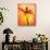 Tulip II-Christine Zalewski-Stretched Canvas displayed on a wall