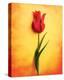 Tulip III-Christine Zalewski-Stretched Canvas