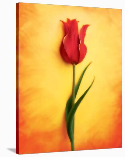 Tulip III-Christine Zalewski-Stretched Canvas