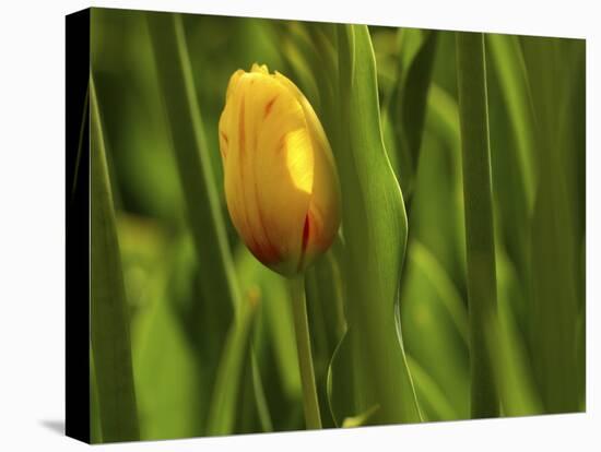 Tulip in Grass-null-Premier Image Canvas