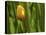 Tulip in Grass-null-Premier Image Canvas