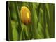 Tulip in Grass-null-Premier Image Canvas