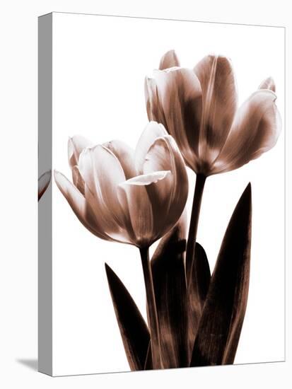 Tulip in Sepia II-Caroline Kelly-Stretched Canvas