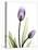 Tulip Lavender-Albert Koetsier-Premier Image Canvas