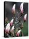 Tulip Magnolia Blossom, Washington Park Arboretum, Seattle, Washington, USA-William Sutton-Premier Image Canvas