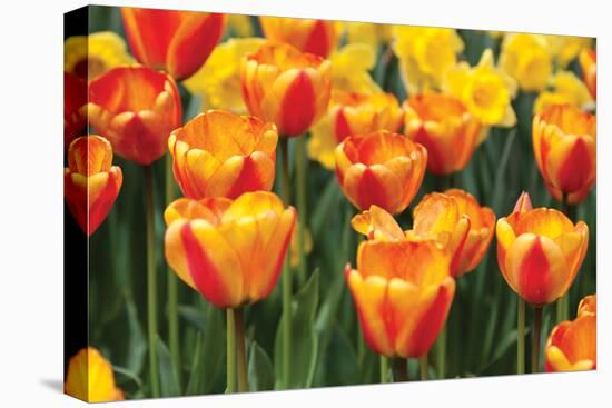 Tulip March I-Dana Styber-Premier Image Canvas