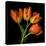 Tulip Orange-Magda Indigo-Premier Image Canvas