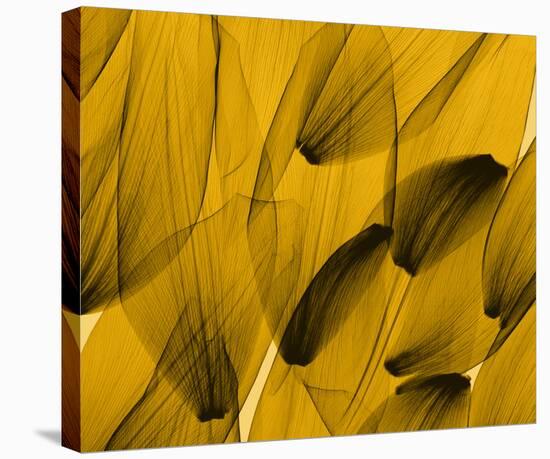 Tulip Petals, Gold-Steven N^ Meyers-Stretched Canvas