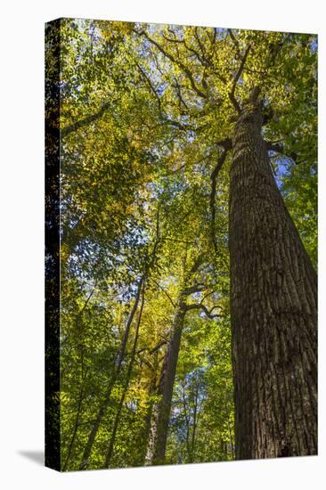 Tulip-Poplar Tree I-Kathy Mahan-Premier Image Canvas