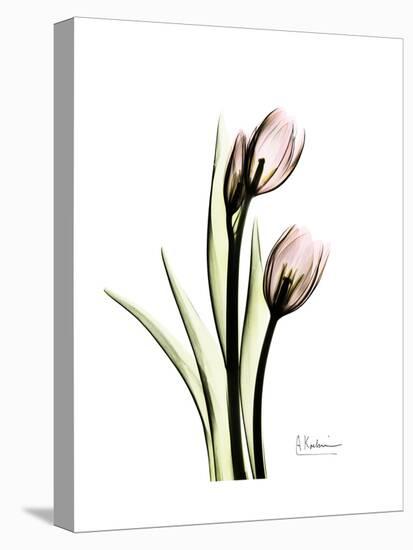 Tulip Portrait-Albert Koetsier-Stretched Canvas