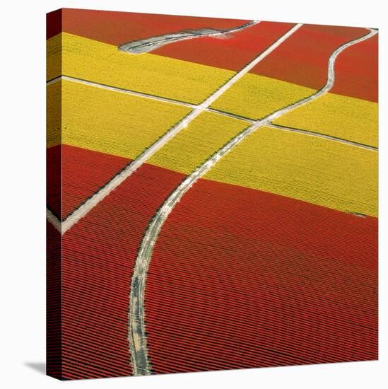 Tulip Roads-Howard Ruby-Premier Image Canvas