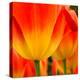 Tulip's Petals-George Lepp-Premier Image Canvas