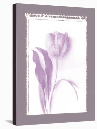 Tulip Shadow I-Bill Philip-Stretched Canvas