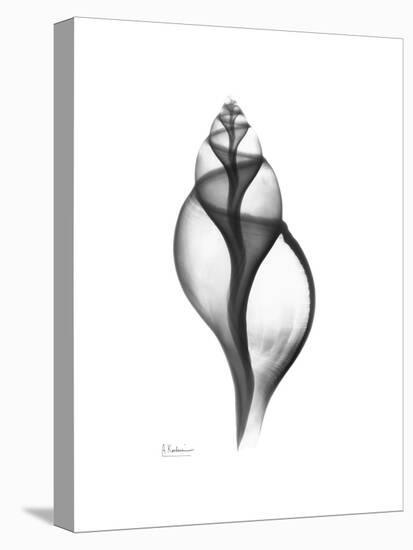 Tulip Shell Gray-Albert Koetsier-Stretched Canvas