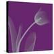 Tulip/Silver (small)-Steven N^ Meyers-Stretched Canvas