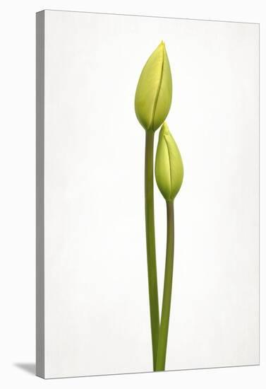 Tulip Time-Lotte Gronkjaer-Stretched Canvas
